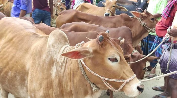 কোরবানির হাটে প্রতারিত হচ্ছেন কি?