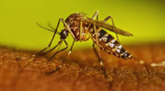 দাউদকান্দিতে একদিনেই ডেঙ্গু আক্রান্ত ৬১ জন