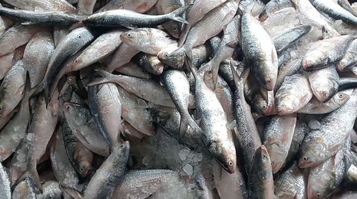 কুয়াকাটায় ৬১ মণ ইলিশ ধরা পড়ল এক ট্রলারে, বিক্রি ৩৩ লাখ টাকায়