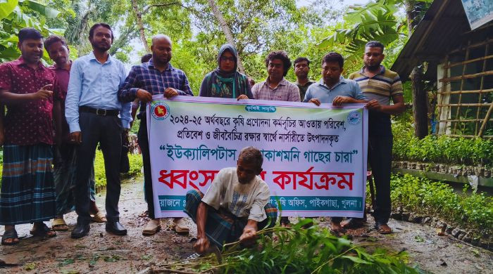 পাইকগাছায় ইউক্যালিপটাস ও আকাশমনি গাছের চারা ধ্বংস