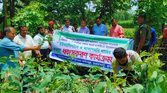 ভূরুঙ্গামারীতে ইউক্যালিপটাস ও আকাশমনি গাছের চারা ধ্বংস
