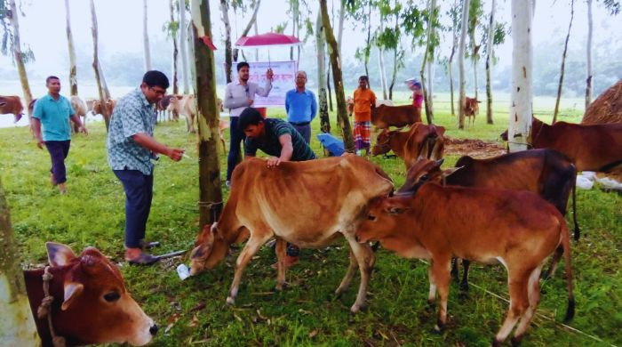 বৃষ্টি উপেক্ষা করেই দূর্গম চরে  বিনামূল্যে টিকা ও কৃমিনাশক ঔষধ বিতরণ অনুষ্ঠিত