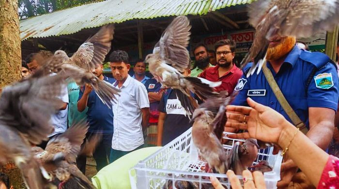 বাঘায় খাঁচায় বন্দী ২০০ ঘুঘু উদ্ধার, অবমুক্ত