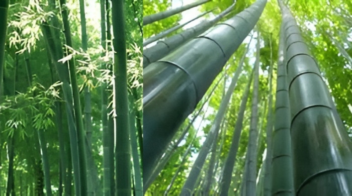 আজ বিশ্ব বাঁশ দিবস