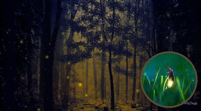 কেন হারিয়ে যাচ্ছে জোনাকি পোকা?