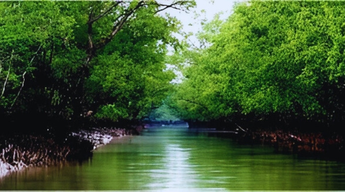অবৈধ শিকার ও পাচারে বিপন্ন সুন্দরবনের হরিণ