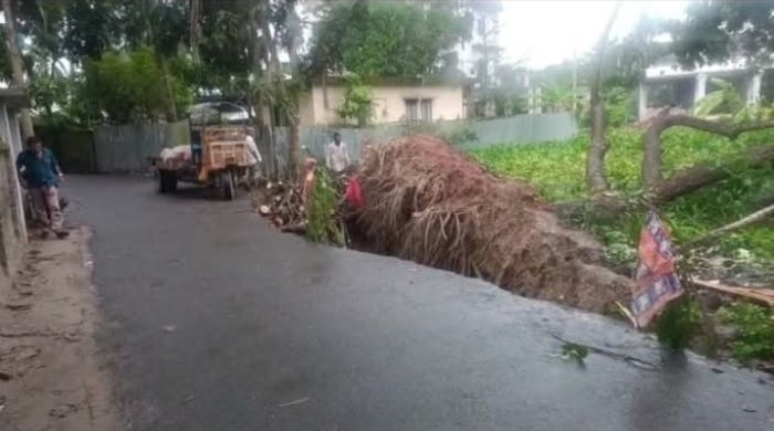 বোয়ালমারীতে ঝড়ে উপড়ে পড়া গাছ নিয়ে উত্তেজনা