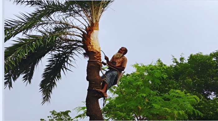 চুয়াডাঙ্গায় খেজুর রসের প্রস্তুতি শুরু, শীতকে বরণে ব্যস্ত গাছিরা