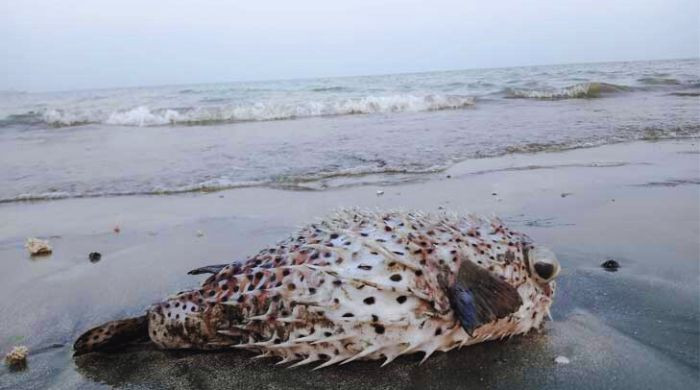 সেন্ট মার্টিনের তীরে কাঁটাযুক্ত পটকা মাছ, কিসের ইঙ্গিত দিচ্ছে প্রকৃতি