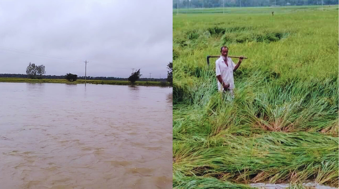 নিয়ামতপুরে এক রাতের বৃষ্টির পানিতে ভাসছে আধা পাকা ধান, দুশ্চিন্তায় কৃষক