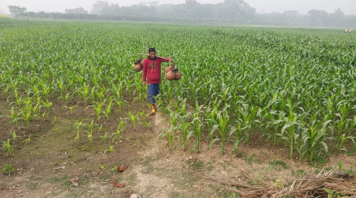 চুয়াডাঙ্গায় বাড়ছে শীত, তাপমাত্রা নামলো ১৩ ডিগ্রীতে