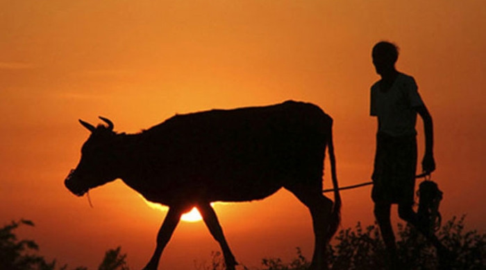 গাজীপুরে এক রাতে চার কৃষকের ১২ গরু চুরি, খামারি, কৃষক ও গ্রামবাসীর মধ্যে আতঙ্ক