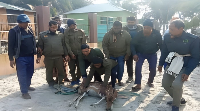 সাতক্ষীরা শ্যামনগরের লোকালয়ে আসা হরিণ সুন্দরবনে অবমুক্ত