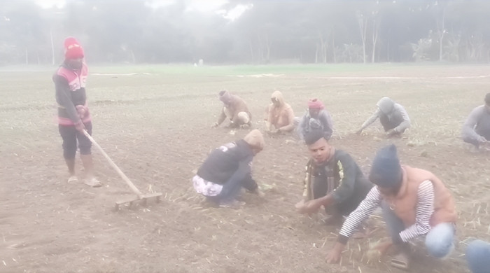 মুকসুদপুরে কনকনে শীত ও কুয়াশার মধ্যেও চলছে কৃষকদের পেয়াজের চারা রোপনের কর্মযজ্ঞ