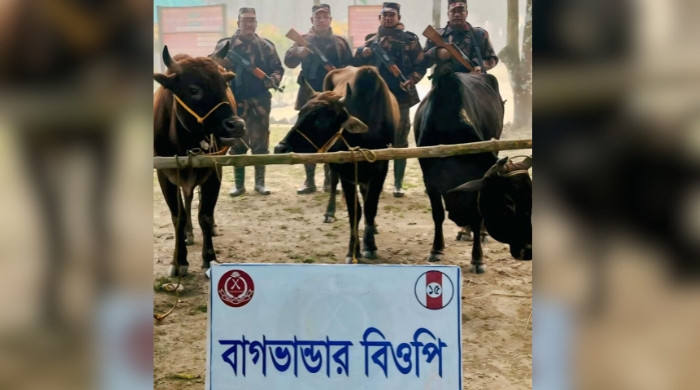 কুড়িগ্রাম সীমান্ত বিজিবির অভিযানে তিনটি ভারতীয় গরু জব্দ