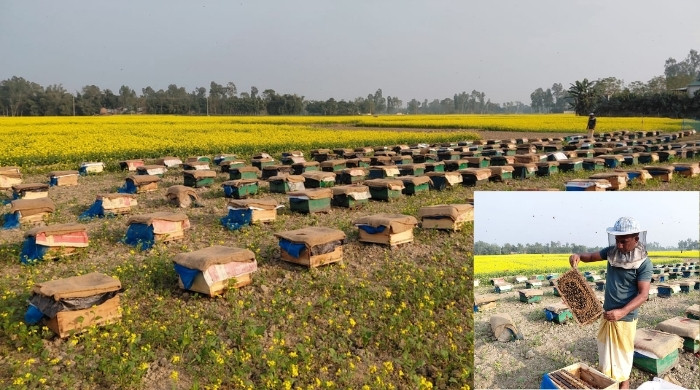 কুড়িগ্রামে সরিষা ক্ষেতে বক্সে হচ্ছে খাঁটি মধুর চাষ