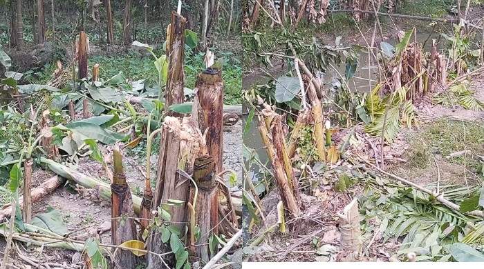 রাজাপুরে কৃষকের জমি দখলের চেষ্টা ও দুই শতাধিক গাছ কাটার অভিযোগ