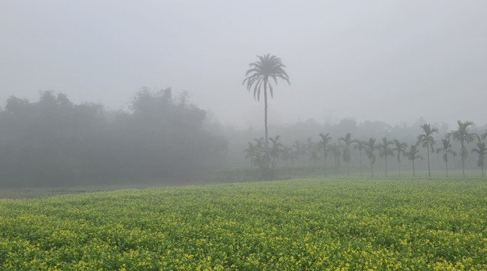 কুড়িগ্রামে তীব্র শীত ও ঘন কুয়াশায় জনজীবনে ভোগান্তি