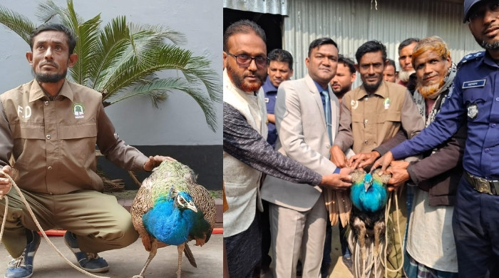 কুড়িগ্রামে বিরল প্রজাতির ময়ূর উদ্ধার