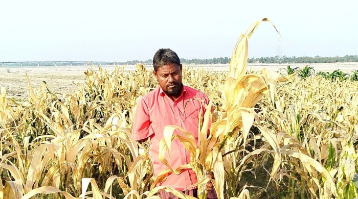 কুড়িগ্রামে দুর্বৃত্তের বিষ প্রয়োগে কৃষকের ভুট্টা ক্ষেত নষ্ট