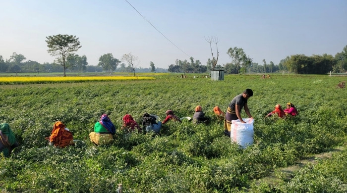 কুড়িগ্রামে মরিচের বাম্পার ফলন, ভালো দাম পেয়ে হাসি ফুটেছে চাষিদের মুখে
