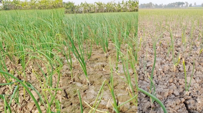 ফরিদপুরে মাঠে মাঠে হালির পেঁয়াজ: স্বপ্ন বুনছে চাষি সমাজ