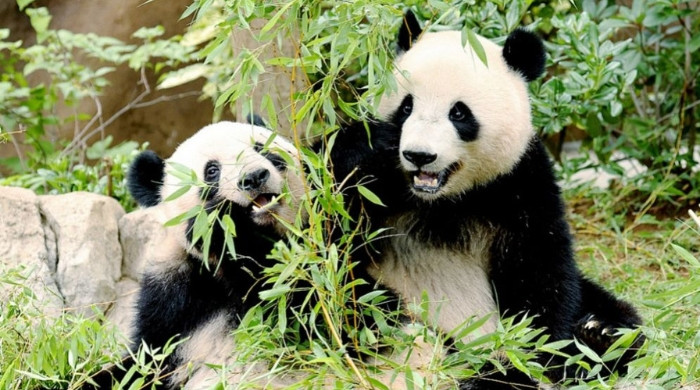 কেন সব পান্ডা ফিরিয়ে নিচ্ছে চীন?