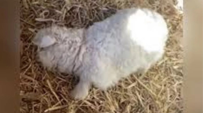 চীনে ‘মরার অভিনয়’ করা ভেড়ার দাম উঠলো ২৩ লাখ টাকা