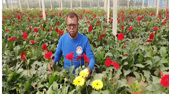 নির্বাচনের প্রভাব ফুলের রাজধানী গদখালীতে