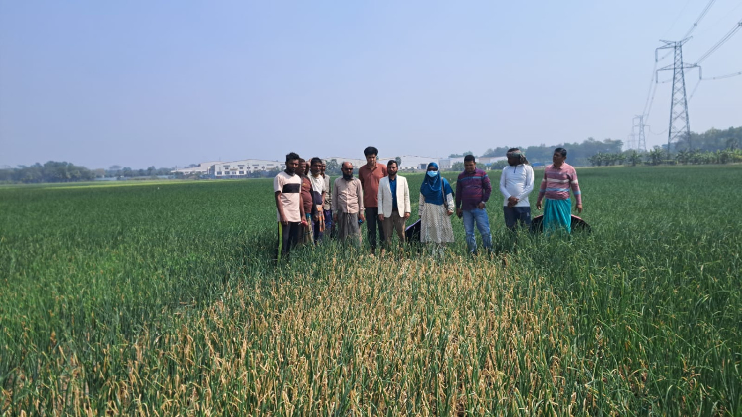 শত্রুতাবসত পিয়াজের জমিতে পচনশীল ঔষধ প্রয়োগ