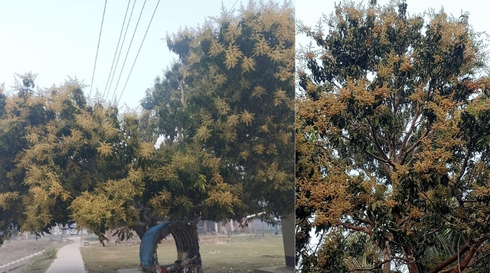 সাতক্ষীরা জুড়ে আমের মুকুলের ঘ্রানে স্বপ্ন দেখছে আম চাষিরা