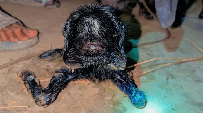 মাদারগঞ্জে দুই মুখ ও চার চোখবিশিষ্ট ছাগলের জন্ম, এলাকায় চাঞ্চল্য