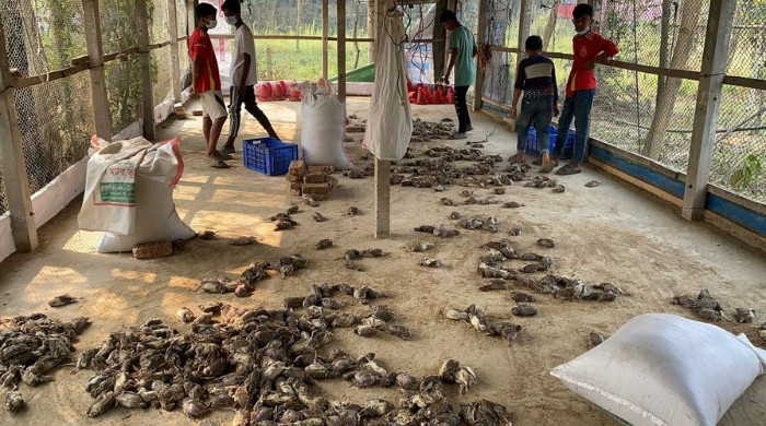 সিরাজদীখানে রহস্যজনক রোগে কোয়েল খামারে বিপর্যয়, একদিনে সাড়ে ৬ হাজার পাখির মৃত্যু